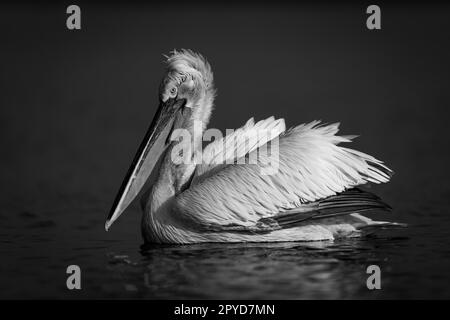 Mono-Pelikan schwimmt im Profil über den See Stockfoto