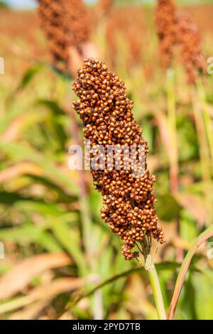 Hirse oder Sorghum eine wichtige Getreideart auf dem Feld Stockfoto