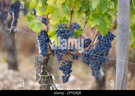 Weintrauben Cabernet Sauvignon zur Erzeugung von Weinen höchster Qualität in Bordeaux, Frankreich Stockfoto