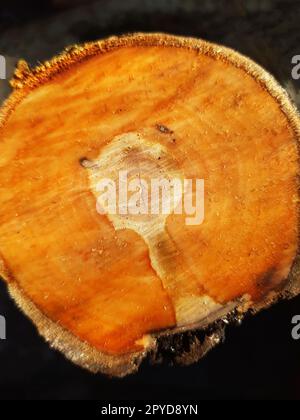 Nahaufnahme des Stamms eines Apfelbaums Stockfoto