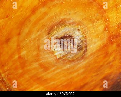 Nahaufnahme des Stamms eines Apfelbaums Stockfoto