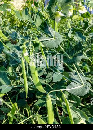 Blumen und Hülsen junger Erbsen. Grünes Bett mit jungen Erbsenbüschen. Nahaufnahme. Selektiver Fokus. Stockfoto