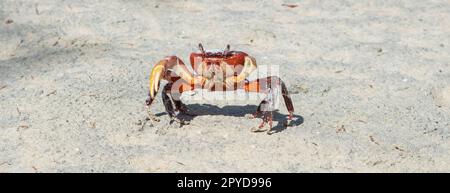 Landkrabbe (Cardisoma) mit lustigen Augen am Strand der Seychellen. Stockfoto