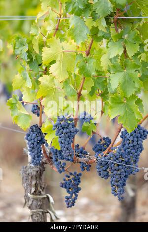 Weintrauben Cabernet Sauvignon zur Erzeugung von Weinen höchster Qualität in Bordeaux, Frankreich Stockfoto