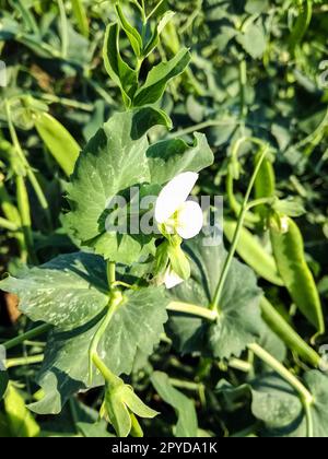 Blumen und Hülsen junger Erbsen. Grünes Bett mit jungen Erbsenbüschen. Nahaufnahme. Selektiver Fokus. Blüten und Schoten junger Erbsen. Grünes Bett mit Büschen o Stockfoto