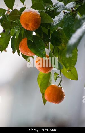 Orangen wachsen im Winter auf grünem Zweig Stockfoto