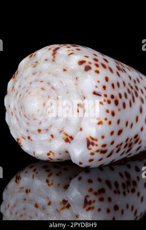 Einzelne Schnecke Meeresmuschel von Conidae bekannt als Kegelschnecke, isoliert auf schwarzem Hintergrund, Spiegelreflexion Stockfoto