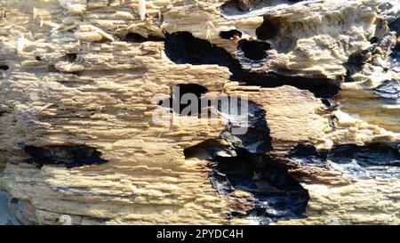 Nahaufnahme von nassem, bröckelndem Holz. Eine Holzoberfläche, die sich über einen langen Zeitraum im Wasser befindet. Das holzige Gleichgewicht schwamm stromabwärts Stockfoto