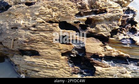 Nahaufnahme von nassem, bröckelndem Holz. Eine Holzoberfläche, die sich über einen langen Zeitraum im Wasser befindet. Das holzige Gleichgewicht schwamm stromabwärts Stockfoto