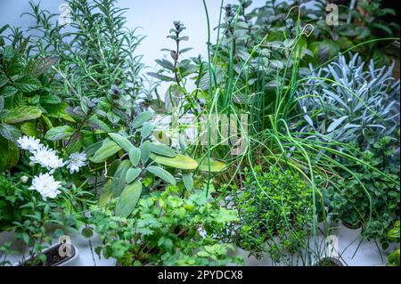 Gemischte aromatische Kräuter unter besonderen Lichtern Stockfoto