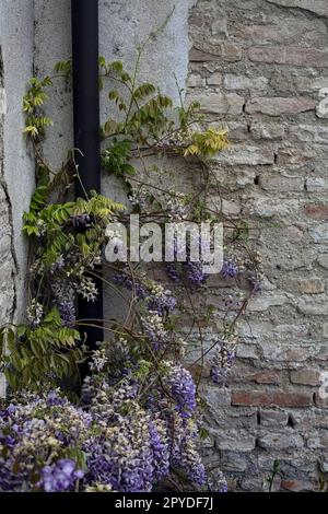 Wisteria wächst an einer abgenutzten Wand und einer Dachrinne Stockfoto