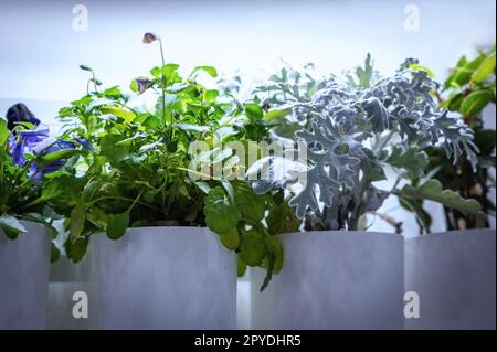 Gemischte aromatische Kräuter unter besonderen Lichtern Stockfoto