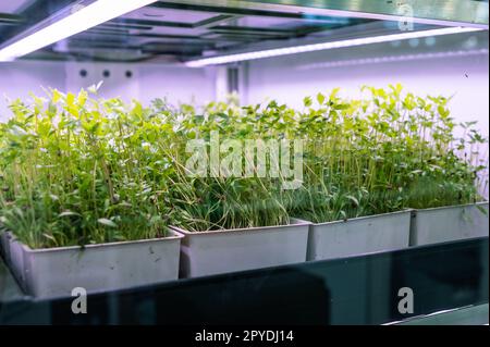 Gemischte aromatische Kräuter unter besonderen Lichtern Stockfoto