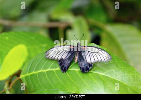 Südostasiatischer großer Mormonen-Schmetterling. Horizontal. Stockfoto