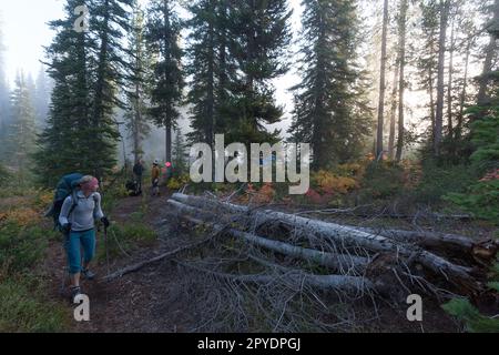 Frau, die im Herbst Backpacker im yellowstone wandert Stockfoto