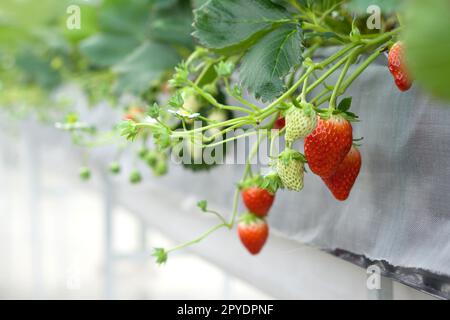 Schließen Sie japanische Erdbeerpflanzen in der Saatschale. Moderne landwirtschaftliche Anbaumethoden in Innenhöfen. Stockfoto