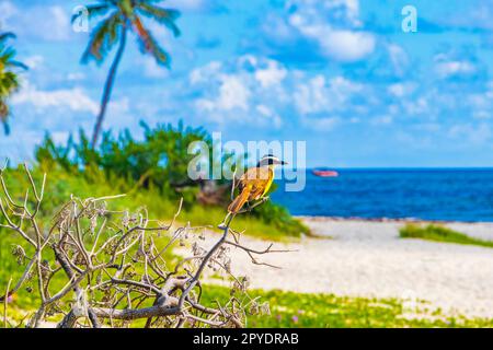 Tolle Kiskadee, die auf einem Ast in der tropischen karibischen Dschungelwelt sitzt. Stockfoto