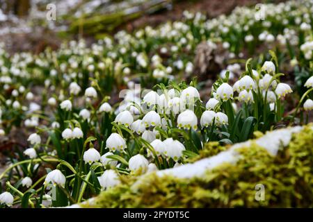 Schneeflocken blühen auf einem feuchten Waldboden Stockfoto