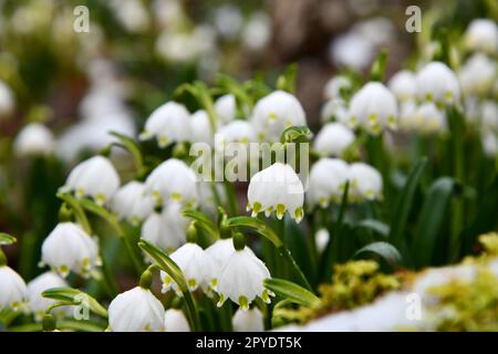 Schneeflocken blühen auf einem feuchten Waldboden Stockfoto