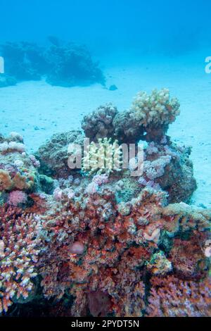 Farbenprächtiges, malerisches Korallenriff am sandigen Grund des tropischen Meeres, Hartkorallen, Unterwasserlandschaft Stockfoto