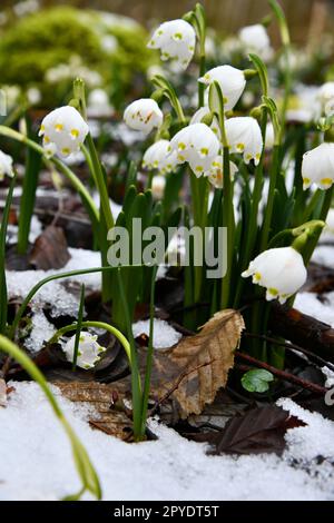 Schneeflocken blühen auf einem feuchten Waldboden Stockfoto