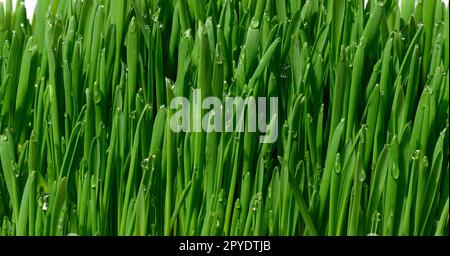 Grüne Weizensprossen mit Wassertropfen, Makro Stockfoto