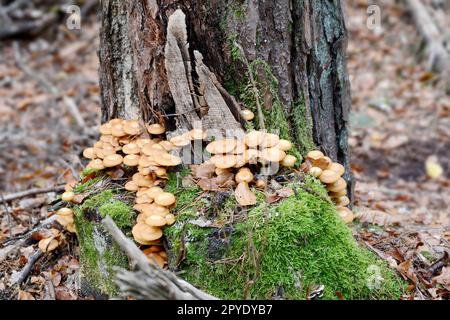 Sammlung kleiner Glimmerpilze auf einem Baumstumpf mit Moos Stockfoto