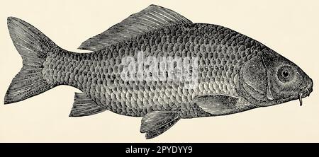 Der Süßwasserfisch - Europäischer Karpfen (Cyprinus carpio). Antike stilisierte Illustration. Stockfoto