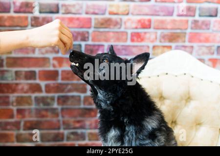 Frau füttert Mudi-Hund im Studio oder zu Hause, Nahaufnahme Stockfoto
