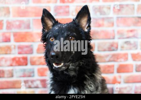 Schwarzer, lockiger Hund, Nahaufnahmen im Studio, posieren, lächeln Stockfoto