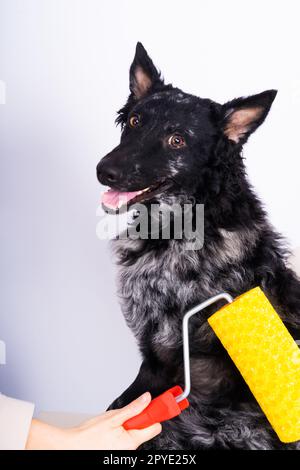 Ein Mann malt seinen Hund und macht Renovierungsarbeiten im Zimmer. Gute Beziehung zwischen einem Hund und seinem Besitzer Stockfoto