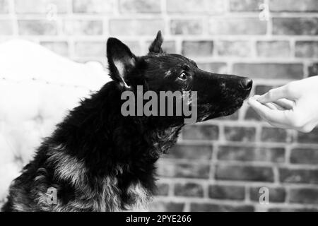 Frau füttert Mudi-Hund im Studio oder zu Hause, Nahaufnahme Stockfoto
