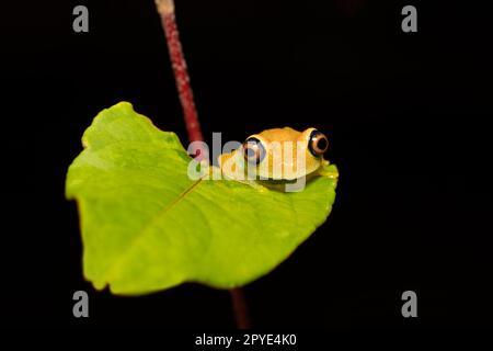 Grüner Glanzfrosch, Boophis Viridis, Andasibe-Mantadia-Nationalpark, Madagaskar-Tierwelt Stockfoto