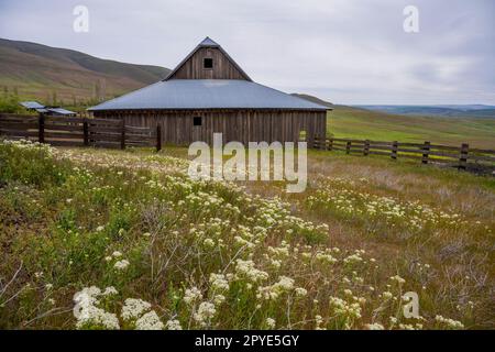 Die alte Scheune auf der historischen Dalles Mountain Ranch bei Lyle im Klickitat County, Washington, USA. Stockfoto