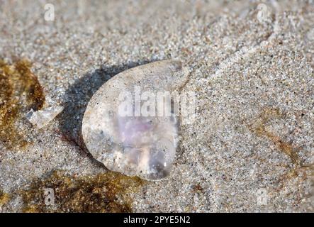 Die Überreste einer angespülten Qualle am Ostseestrand. Stockfoto