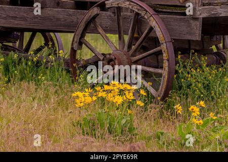 Ein alter Holzwagen auf der historischen Dalles Mountain Ranch bei Lyle im Klickitat County, Washington, USA, mit Balsamwurzelblumen im Vordergrund. Stockfoto