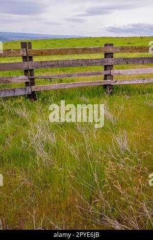 Die historische Dalles Mountain Ranch in der Nähe von Lyle im Klickitat County, Washington, USA, ist im Frühling mit Gräsern verzaubert. Stockfoto