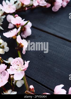 Zweige mit rosa Apfel- oder Pfirsichblüten auf schwarzen Brettern. Empfindliche Blüten im Gegenlicht. Weicher Fokus, Nebel. Das Thema Frühling, Urlaub, Spa, weibliche Schönheit, Inneneinrichtung Stockfoto