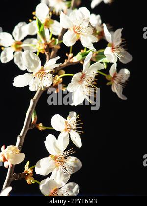 Vogelkirsche oder Kirschblüten auf schwarzem Hintergrund. Nahaufnahme eines wunderschönen Astes mit weißen Blumen. Heller Frühlingsstrauß. Prunus padus, auch bekannt als Bird Cherry, Hackberry, Hagberry oder Mayday Tree Stockfoto