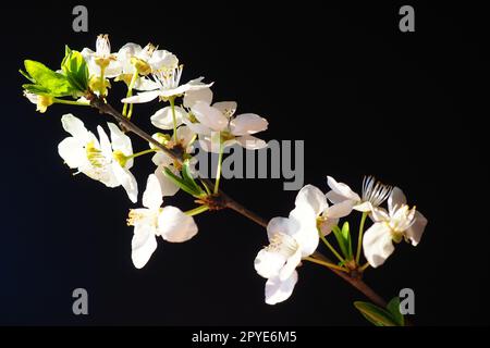 Vogelkirsche oder Kirschblüten auf schwarzem Hintergrund. Nahaufnahme eines wunderschönen Astes mit weißen Blumen. Heller Frühlingsstrauß. Prunus padus, auch bekannt als Bird Cherry, Hackberry, Hagberry oder Mayday Tree Stockfoto