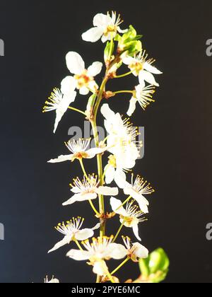 Vogelkirsche oder Kirschblüten auf schwarzem Hintergrund. Nahaufnahme eines wunderschönen Astes mit weißen Blumen. Heller Frühlingsstrauß. Prunus padus, auch bekannt als Bird Cherry, Hackberry, Hagberry oder Mayday Tree Stockfoto