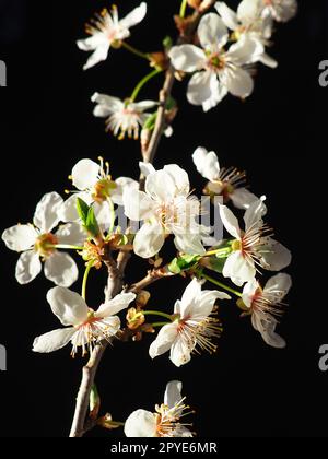 Vogelkirsche oder Kirschblüten auf schwarzem Hintergrund. Nahaufnahme eines wunderschönen Astes mit weißen Blumen. Heller Frühlingsstrauß. Prunus padus, auch bekannt als Bird Cherry, Hackberry, Hagberry oder Mayday Tree Stockfoto