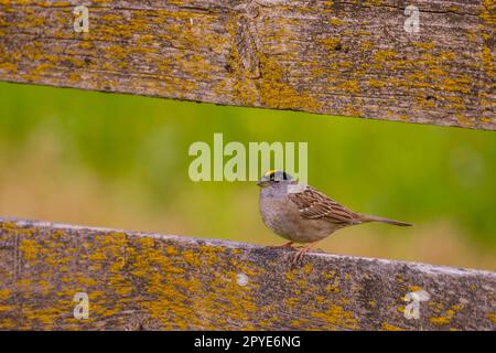 Ein goldener Spatz (Zonotrichia atricapilla) in einem Holzzaun auf der historischen Dalles Mountain Ranch bei Lyle im Klickitat County war Stockfoto