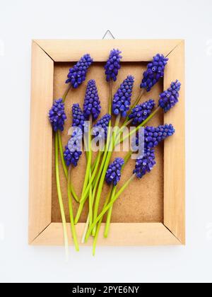 Blaue Frühlingsblumen auf weißem Hintergrund. Muscari armeniacum. Helle Postkarte, Glückwunsch. Kopierraum Standleben flach liegend. Armenische Traubenhyazinthe. Bilderrahmen aus Karton und Holz Stockfoto