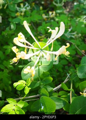 Geißblatt blüht im Garten. Weiße und gelbe Blüten von Lonicera Caprifolium gegen grüne Blätter. Blumenzucht und Gartenbau. Bogenbüsche oder Weben in der Familie Caprifoliaceae. Stockfoto