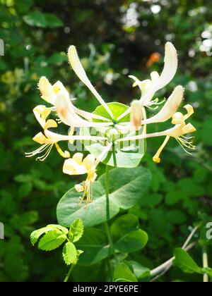 Geißblatt blüht im Garten. Weiße und gelbe Blüten von Lonicera Caprifolium gegen grüne Blätter. Blumenzucht und Gartenbau. Bogenbüsche oder Weben in der Familie Caprifoliaceae. Stockfoto