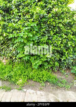 Blätter und junge Efeu-Triebe klettern die Mauer hoch. Europäischer Wald. Schleichende parasitäre Pflanze. Grünes Laub. Dreieckiges Blatt. Efeu oder Hedera Helix. Immergrüner Kletterstrauch, Kletterpflanze. Stockfoto