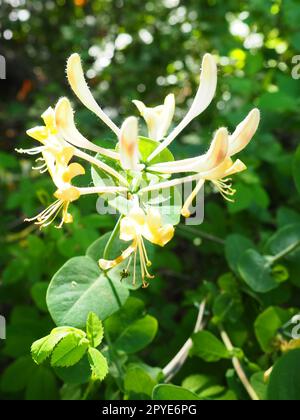 Geißblatt blüht im Garten. Weiße und gelbe Blüten von Lonicera Caprifolium gegen grüne Blätter. Blumenzucht und Gartenbau. Bogenbüsche oder Weben in der Familie Caprifoliaceae. Stockfoto