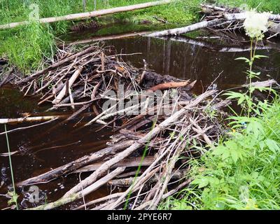 Ein Biberdamm, der von Bibern an einem Fluss oder Bach errichtet wird, um vor Raubtieren zu schützen und die Futtersuche im Winter zu erleichtern. Die Dämme bestehen aus Holz, Zweigen, Blättern, Gras, Schlamm, Schlamm, Steine Stockfoto