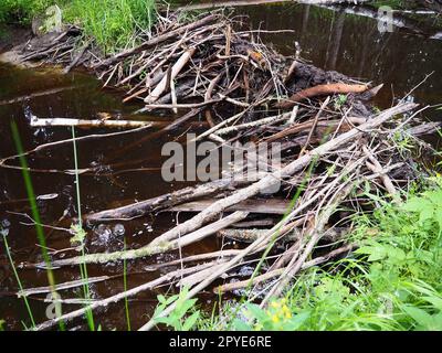 Ein Biberdamm, der von Bibern an einem Fluss oder Bach errichtet wird, um vor Raubtieren zu schützen und die Futtersuche im Winter zu erleichtern. Die Dämme bestehen aus Holz, Zweigen, Blättern, Gras, Schlamm, Schlamm, Steine Stockfoto